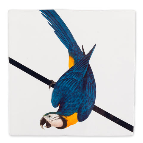 Blue Parrot Storytile
